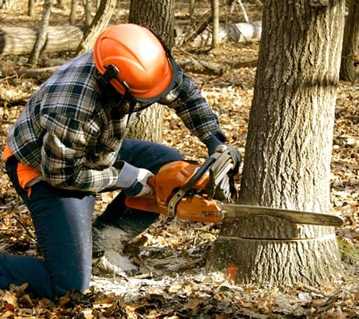 Tree Removal in Rainbow, TX